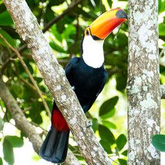 Toucan in the Brazilian forest. Photographed in Espirito Santo State, Brazil.