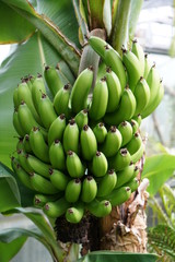 bunch of bananas on tree