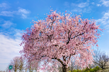 Kirschblütenbaum im Frühling