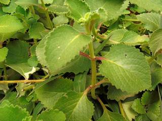 grapes in the vineyard