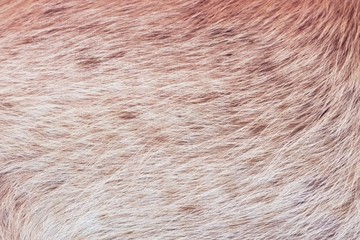 Light brown animal fur, full frame hairy texture detail. Close up.