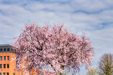 Kirschblütenbaum im Frühling
