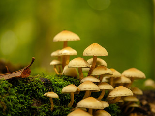 mushrooms in the forest