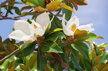 Branches of magnolia ( Magnolia grandiflora ) tree with leaves and flowers against  blue sky on sunny spring day © Olga Iljinich