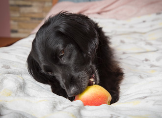 Pies jedzący jabłko - obrazy, fototapety, plakaty