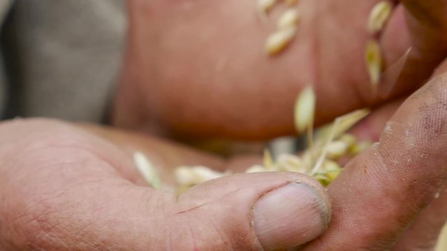 Farmer in the field goes through in the hands of the wheat