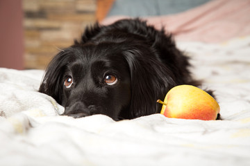 Czarny pies z jabłkiem - obrazy, fototapety, plakaty