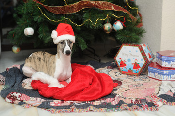 Whippets purebred dogs at the foot of the Christmas tree next to gift boxes
