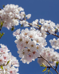Yoshino cherry blossoms 