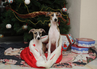 Whippets purebred dogs at the foot of the Christmas tree next to gift boxes