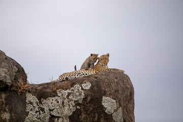 leopard with a young leopard on top of a rock