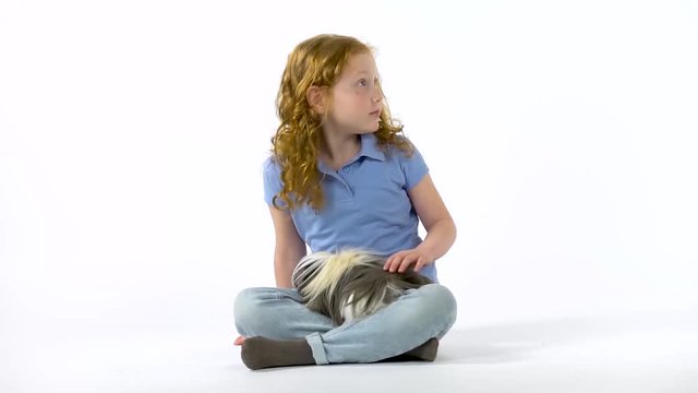 Redheaded little girl with curly hair is stroking fluffy Sheltie guinea pig at white background. Slow motion