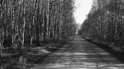 Road Amidst Bare Trees In Forest