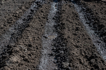 wet land. garden planting seeds Close-up, concept gardening, yard work