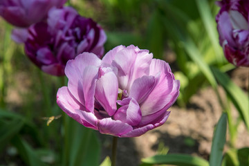 purple open flowering tulip blurred