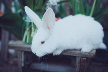 little white rabbit