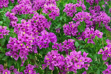 Purple Bougainvillea - ornamental vine with flower-like leaves , background