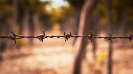 Rusty barbed wire detail against orange, beige autumn background.