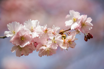 Closeup of Wild Himalayan Cherry (Prunus cerasoides) or thai sakura flower