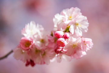 Closeup of Wild Himalayan Cherry (Prunus cerasoides) or thai sakura flower