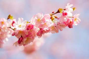 Closeup of Wild Himalayan Cherry (Prunus cerasoides) or thai sakura flower