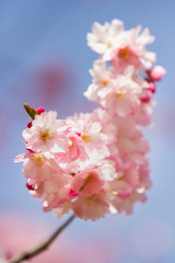 Closeup of Wild Himalayan Cherry (Prunus cerasoides) or thai sakura flower