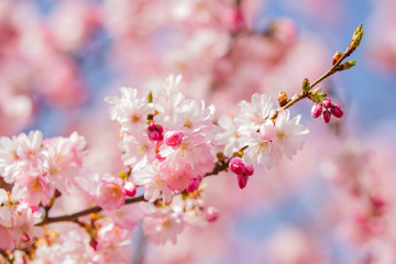 Closeup of Wild Himalayan Cherry (Prunus cerasoides) or thai sakura flower