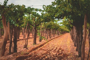 Fototapeta na wymiar Grapevines on a vineyard estate in Mendoza, Argentina. Wine industry, agriculture background.