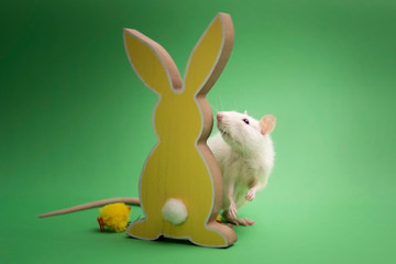 Rat © Jagoda