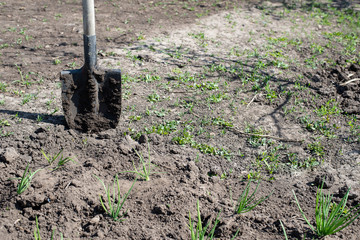 Working with shovel in the garden. Land preparation for planting. 