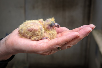 A four days old baby racing pigeon in one hand of the pigeon fancier © FotoCorn