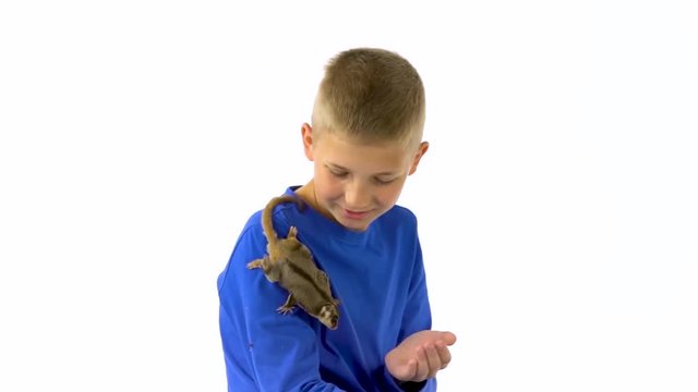 Sugar marsupial flying or possum on the hand of boy and he stroking her at white background. Slow motion.