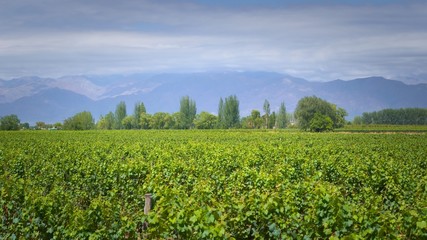 Fototapeta na wymiar Grapevine rows at a vineyard estate in Mendoza, Argentina, with Andes Mountains in the background. Wine industry, agriculture background.