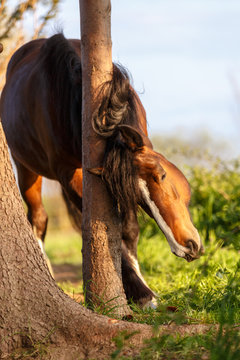 Pferd schubbert sich am Baum