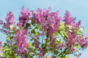 Blooming lilac on a background of blue sky in spring.