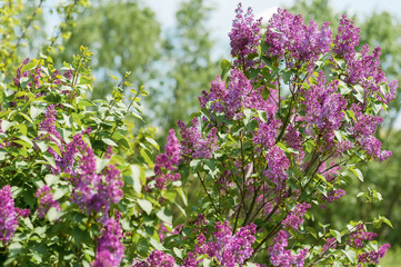 Blooming lilac on a background of blue sky in spring.