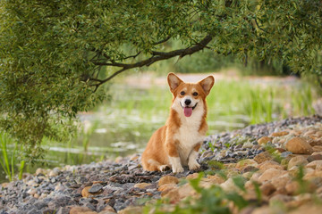 corgi dog pembroke welsh corgi outdoor in summer park