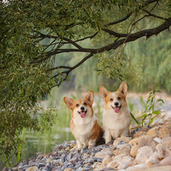 corgi dog pembroke welsh corgi outdoor in summer park