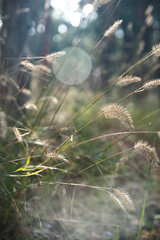 Dried wild herbs with green grass on beautiful blurred background, close up. Season change concept.