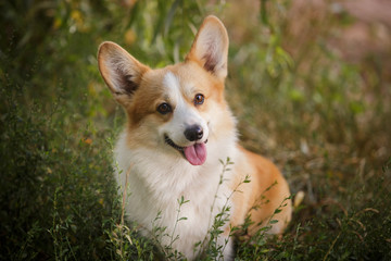 corgi dog pembroke welsh corgi outdoor in summer park