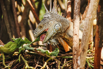 Green iguana or American iguana is a lizard reptile in a Mexican jungle in Oaxaca Mexico