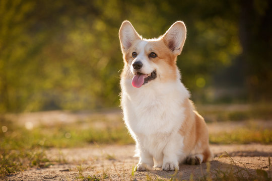 corgi dog pembroke welsh corgi outdoor in summer park