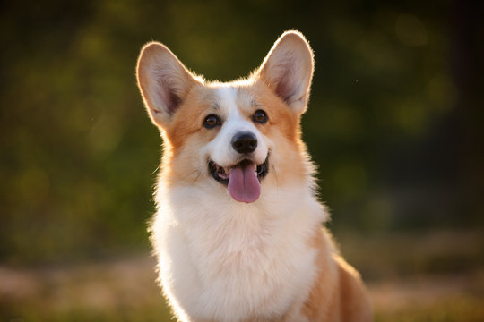 corgi dog pembroke welsh corgi outdoor in summer park