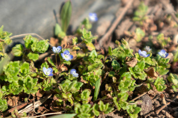 Green small young blue flowers growing in garden. Spring sunny development growth 