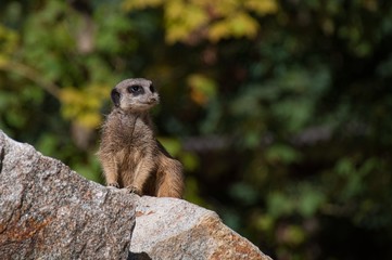 ein Erdmännchen mungo auf einem felsen sitzend vor grünem hintergrund mit viel negativem raum, meerkat suricat mandrake sitting on a rock