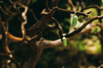 butterfly chrysalis change form from caterpillar to cocoon to butterfly