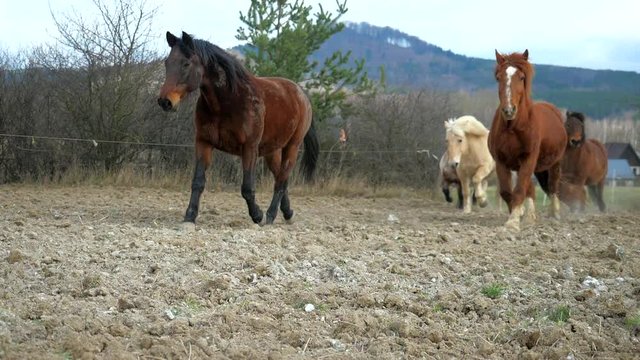 Mixed horses herd is following dark brown horse with black mane by dusty road between meadows. Brown cold-blood horse, white hucul, dark brown hucul and dotted pony. Slow motion.