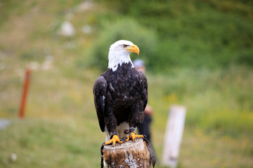 Vancouver, America - August 18, 2019: Bald eagle at Grouse Mountain, Vancouver, America