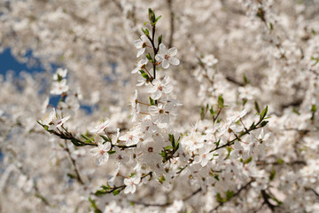 Blooming spring plum tree. Natural seasonal floral background. Blooming orchard. Selective focus.