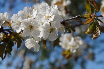 Obraz premium Blüten